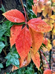  Feuilles rouges en automne 
