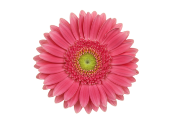 Vibrant pink Gerbera flower isolated on transparent background, close-up of daisy with green center for spring and summer designs