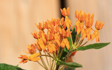 Butterfly weed flower in early morning sun in early fall