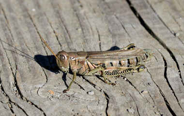 Grasshopper on wooden deck in early morning sun in early fall