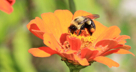 Carpenter Bee early morning in early fall on marigold flower 