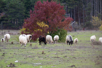 A flock of sheep grazes peacefully in a sloping autumn field bordered by a forest of colorful trees.