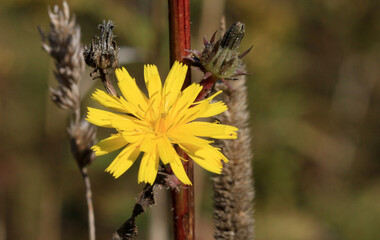 Hawkweed flower in early morning sun in early fall