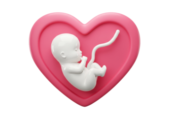 Human fetus inside pink heart isolated on transparent background, concept of love for unborn child and pro-life movement PNG
