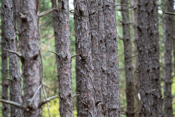Tall pine trees stand closely together in a dense forest, creating a striking pattern of vertical trunks and green foliage.
