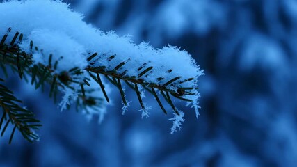 Snow-covered evergreen branch with blue background. Detailed frost crystals. Focus on needles and snow - Powered by Adobe