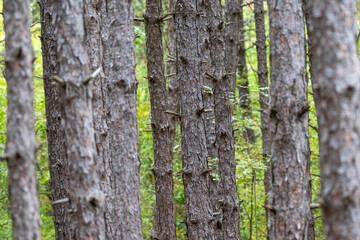 Tall pine trees stand closely together in a dense forest, creating a striking pattern of vertical trunks and green foliage.