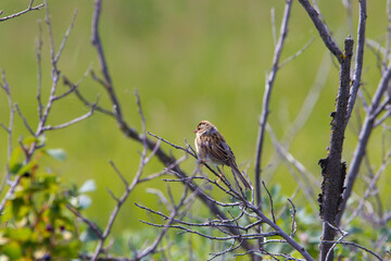 Fototapeta premium closeup butterfly