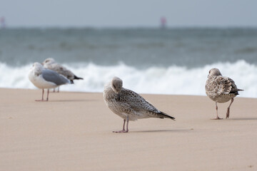 A group of European herring gulls Larus argentatus stand and preen on the beach near the surf. The gentle waves add a calm seaside feel.