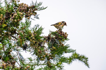 A European Goldfinch with vivid plumage perches among dense green conifer branches and seed cones.