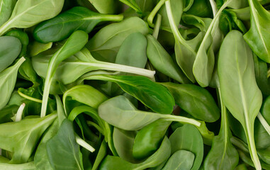 Fototapeta premium multi green salad background texture