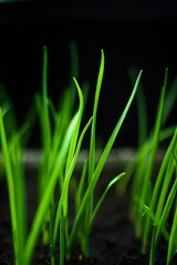 Vibrant Green Grass Sprouts Emerging from Rich Dark Soil Against Black Background