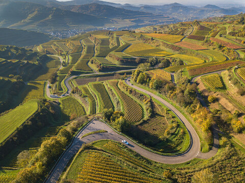 Aerial image of the terrace vineyards during autumn season in Kaiserstuhl area, Germany