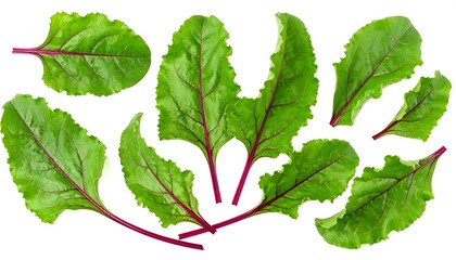 An arrangement of fresh, vibrant green leaves with reddish-purple veins and stems, isolated against a white background. The leaves display varied shapes