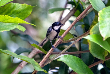 Fototapeta premium Small Black And White Cinereous Tit (also known as Asian Tit) Bird Perched On A Branch Among Green Leaves In The Garden