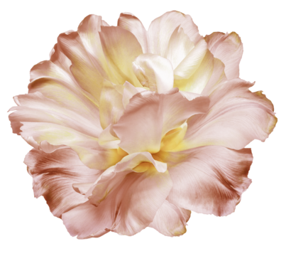 Tulip flower  on isolated background. Closeup. For design. Nature.