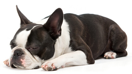 Fototapeta premium Boston Terrier, It's getting sleepy. isolated on a white background