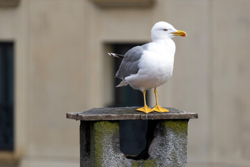 Seagull Standing on Roof and Crying - Urban Wildlife Scene with Bird Watching the Environment