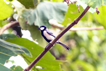 Small Black And White Cinereous Tit (also known as Asian Tit) Bird Perched On A Branch Among Green Leaves In The Garden