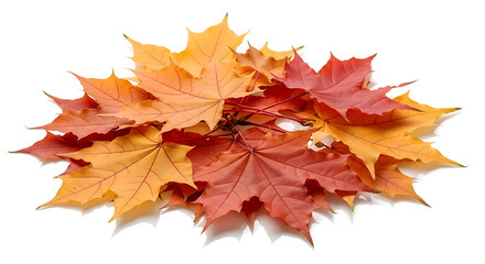 Fototapeta premium Autumn Maple Leaves Flat Lay in Bright Fall Colors on White Background