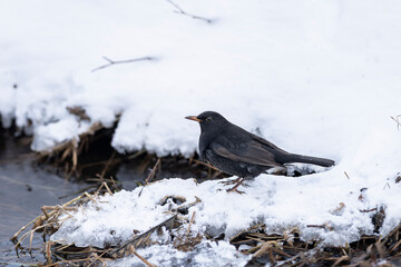 Winter scene with a song bird. Common blackbird Turdus merula in the wild. Close up. A bird stands on the ground in the snow by the water in winter. Winter scene with a song bird.