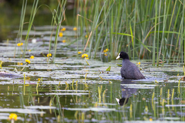 Eurasian coot bird swims on a lake among reeds