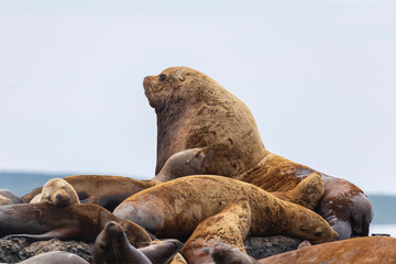 Naklejka premium Steller sea lion's rookery. Nevelsk, Sahalinskaya Oblast, Russia