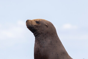 Fototapeta premium Steller sea lion's rookery. Nevelsk, Sahalinskaya Oblast, Russia