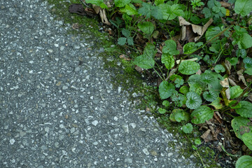 Plantain Growing by the Road. Green Wild Herb with Space for Text