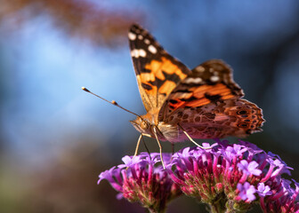 Painted Lady Butterfly 