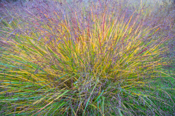 Close-up of Panicum virgatum showing arching stems in shades of green, gold, and violet. The airy seed heads sway gently in the breeze.