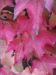 red autumn leaves