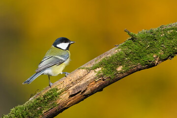 Great Tit (Parus major) perched on an old moss-covered branch — common bird species in the Czech Republic. Nature of Czech republic.