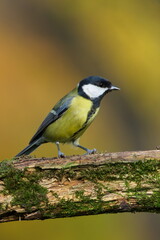 Great Tit (Parus major) perched on an old moss-covered branch — common bird species in the Czech Republic.