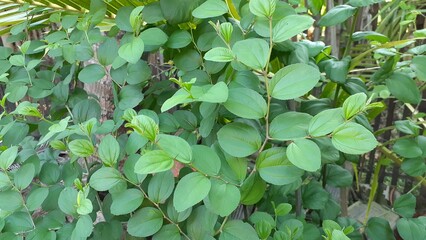 Bidara or Ziziphus mauritiana plants in the garden. Also known as widara, Indian jujube, Indian plum, Chinese date, Chinese apple, ber and dunks. Nature concept.