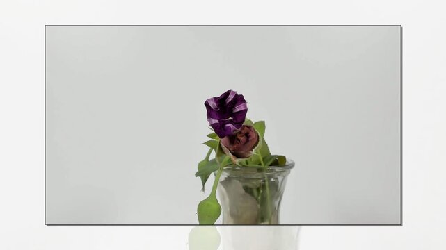 Fiore blu che sfiorisce in timelapse