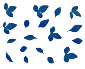 Dark Blue Scattered Leaves and Foliage - Isolated on Transparent Background