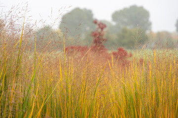 A dense stand of golden Panicum virgatum glows in the misty landscape. Soft fog and distant trees...