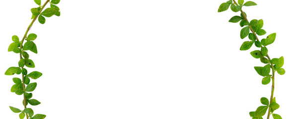 Naklejka premium Green Curving Vines Vertical Border Frame - Isolated on Transparent Background