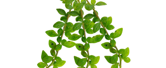 Green Botanical Branches - Transparent Background