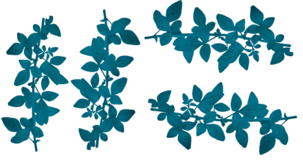 Teal Silhouette Leaf Branches Isolated on Transparent Background