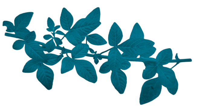 Dark Teal Leafy Branch Isolated on Transparent Background