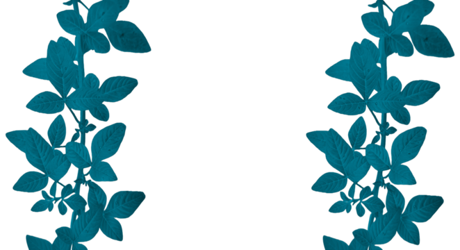 Dark Teal Leafy Vines Symmetrical Vertical Border - Transparent Background