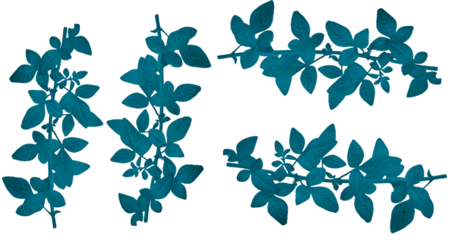 Teal Silhouette Leaf Branches Isolated on Transparent Background