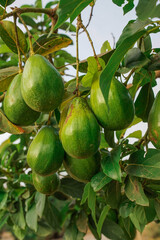 Lush avocado fruits hanging densely from a tree branch in a backyard home garden