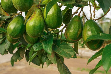 Lush avocado fruits hanging densely from a tree branch in a backyard home garden