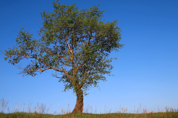 Fototapeta premium Lone tree in the green field in the hills with clear blue sky