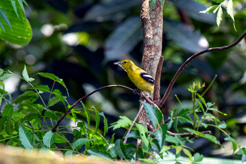 Bright Common Iora Perched On Tree Branch In Lush Green Foliage