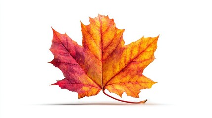 Capturing fall's essence: the beauty of a sole maple leaf. Creative concept. Minimalist fall: a maple leaf graces a pure white background. Lifestyle shot. Glamour photo.