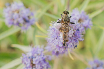 Close-up of a large Robber Fly (Asilidae) predator resting on a dry stem in the wilderness